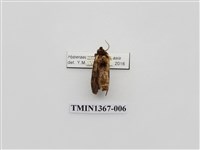 藏品(雙線亥齒舟蛾)的圖片